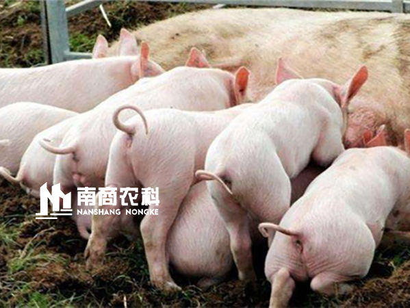 想提高仔豬出欄率？工廠化豬場這樣做