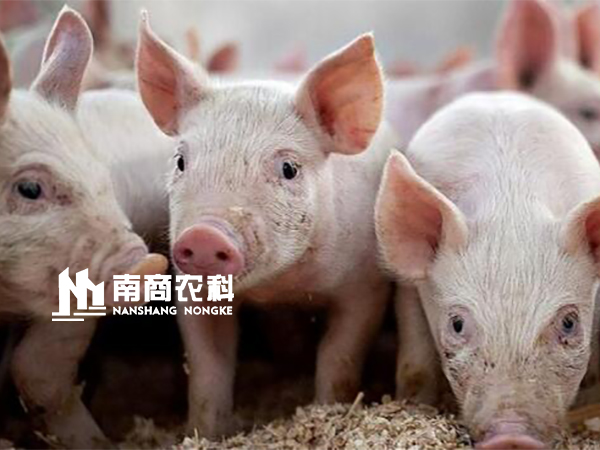 行情小幅回彈轉(zhuǎn)暖，風(fēng)口上“搖搖欲墜”的豬價(jià)，是否能再次起飛，重現(xiàn)輝煌？