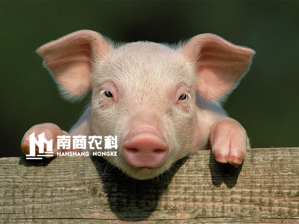 豬場(chǎng)常見(jiàn)的7種腹瀉的病理變化,如何鑒別,做好防控