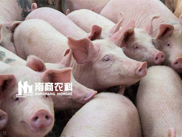 要想母豬高產，種公豬的這些飼養要點需要知道